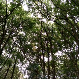 One week of daily silent nature walks